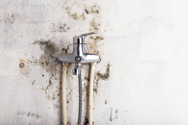 Best Mold Remediation Services  in Beach City, TX