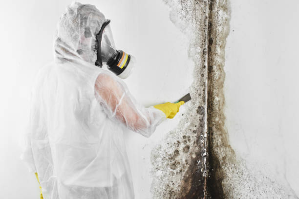 Best Attic Mold Removal  in Beach City, TX