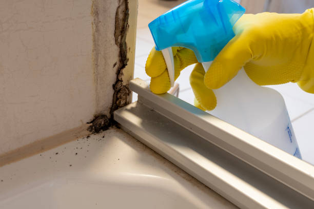 Office Mold Removal Services in Beach City, TX