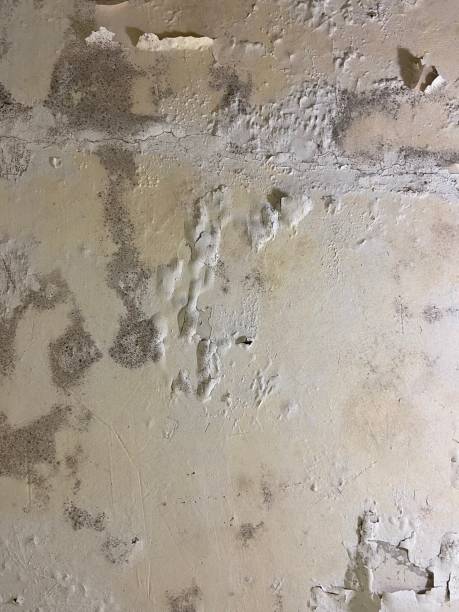 Best Attic Mold Removal  in Beach City, TX