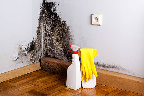 Best Residential Mold Removal  in Beach City, TX
