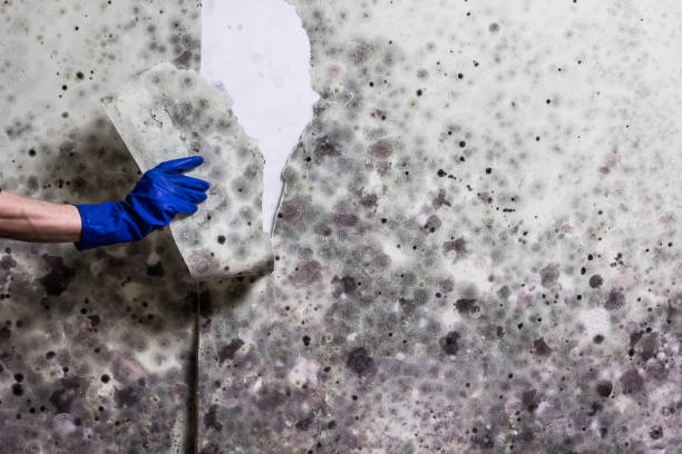 Best Professional Mold Removal  in Beach City, TX