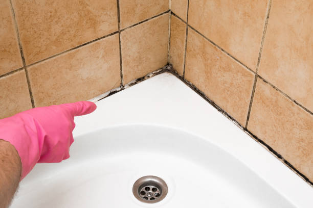 Mold Removal Process in Beach City, TX